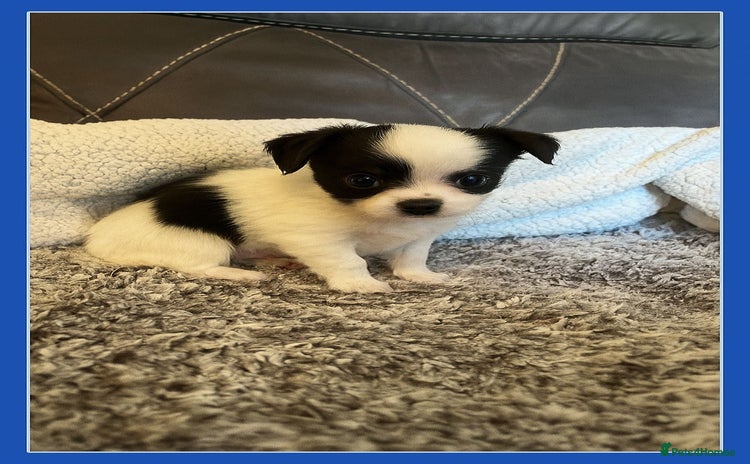 Chihuahua dogs - Advert 4