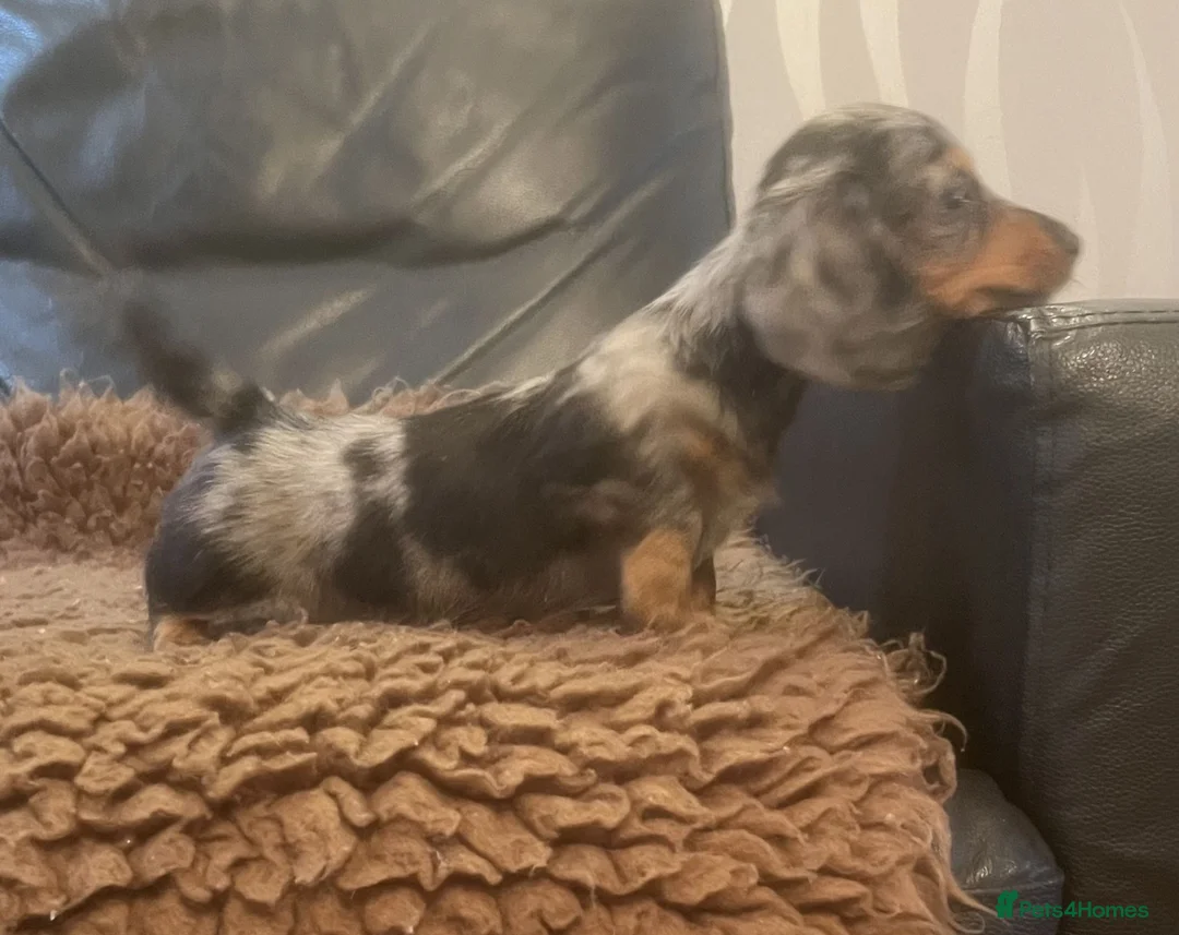 Miniature Dachshund dogs for sale: Lovely Mini Dachshunds in Treharris - Advert 5