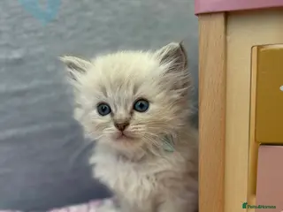 Ragdoll cats Ragdoll kittens - Ready to leave in 2 weeks - Advert 2