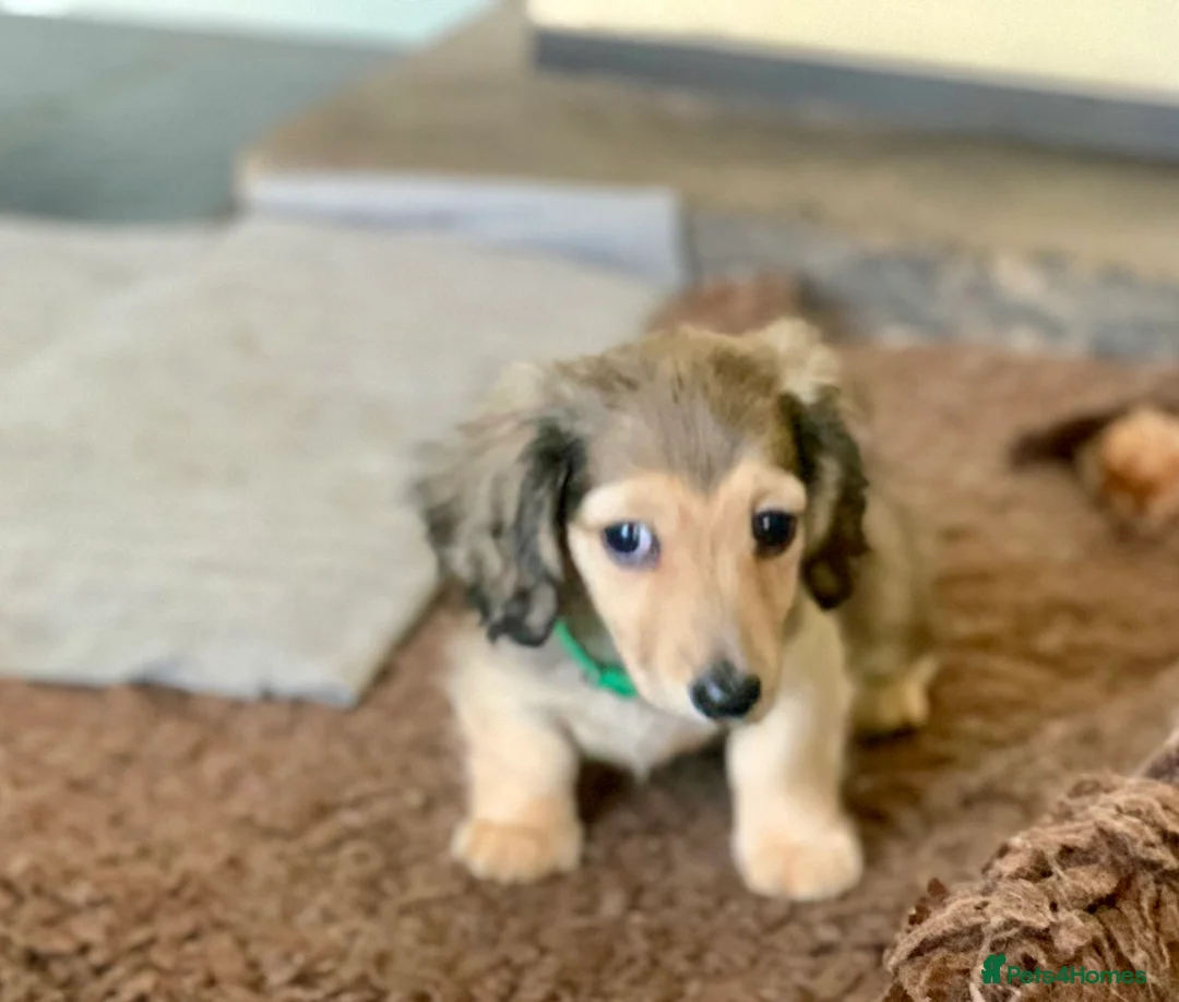 Miniature Dachshund dogs for sale: KC reg mini longhaired dachshund pups 1 girl2xboys - Advert 3