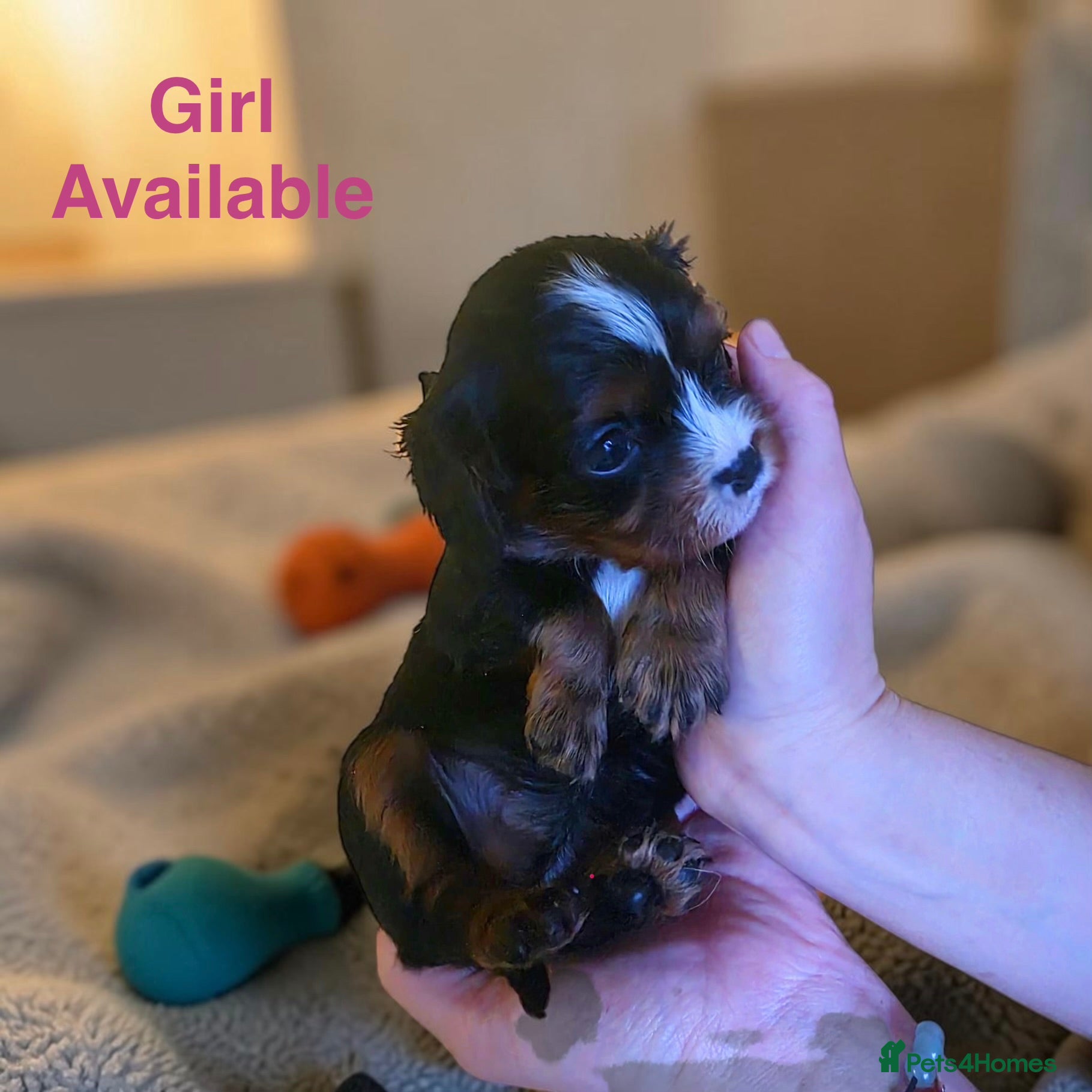 Cavalier King Charles Spaniel dogs Very rare in UK ultra-low COI 0.2% Choc carrier KC - Advert 2