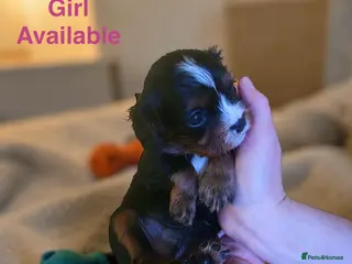 Cavalier King Charles Spaniel dogs Very rare in UK ultra-low COI 0.2% Choc carrier KC - Advert 2
