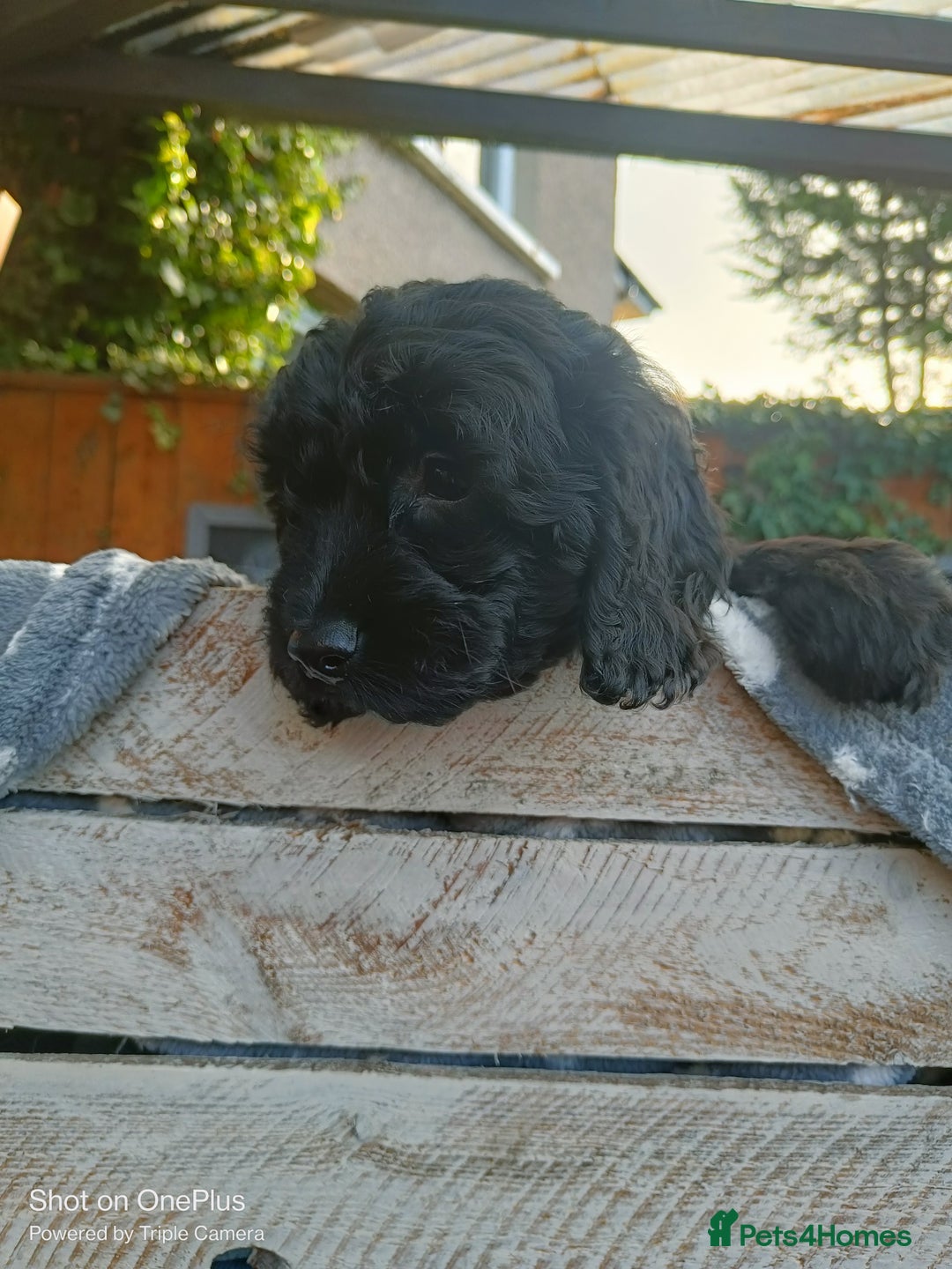 Cockapoo dogs for sale: Lovely cockapo girl - Advert 6