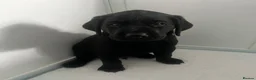 Labrador Retriever dogs for sale: Beautiful KC Labrador Puppies - Advert 4