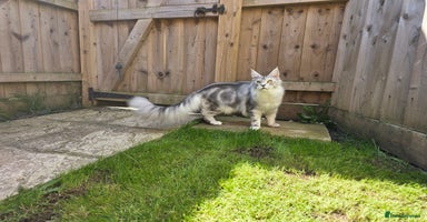 Maine Coon cats - Advert 2