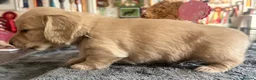 Miniature Dachshund dogs for sale: KC REG Miniature LH Dachshund puppies for sale  - Advert 3