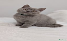 British Shorthair cats for sale: 🐾 Gorgeous British Shorthair Kittens 🐾 Pointed! - Image 4