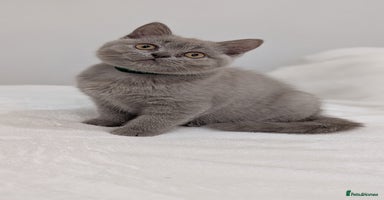 British Shorthair cats - Advert 5