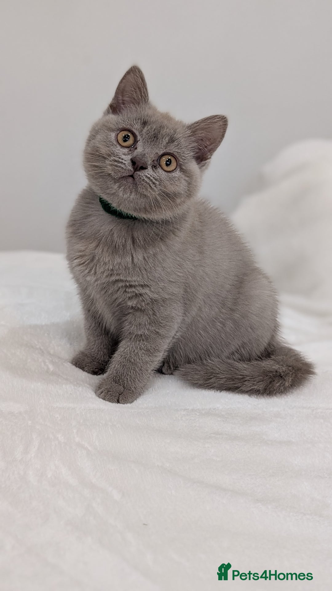 British Shorthair cats for sale: 🐾 Gorgeous British Shorthair Kittens 🐾 Pointed! - Image 4