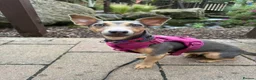 Jack Russell dogs for sale: Much wenlock boys in Worcester - Advert 23
