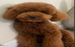 Cavapoo dogs for sale: 🧸F1 Cavapoo, health tested with unique markings.  - Image 9