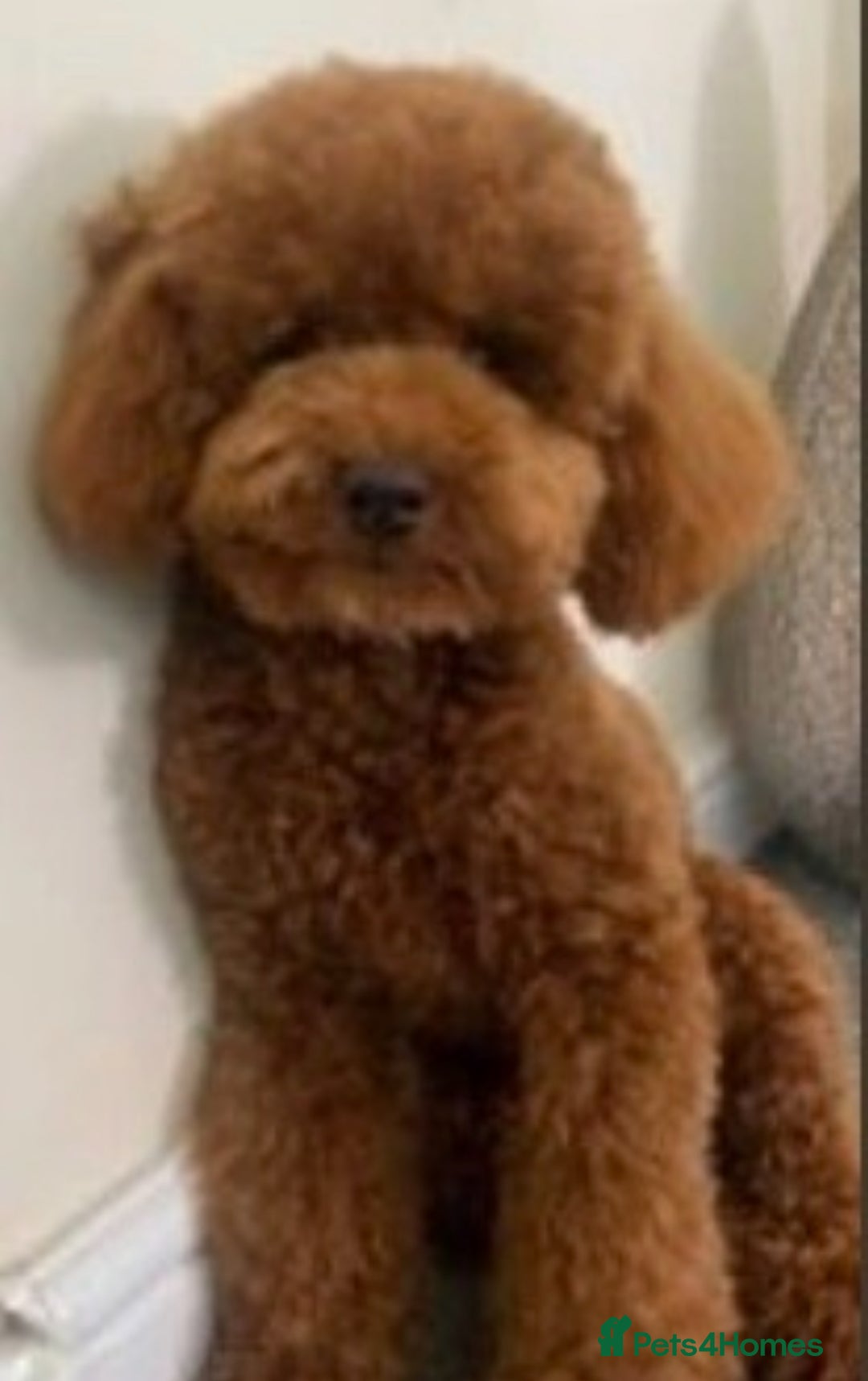Cavapoo dogs for sale: 🧸F1 Cavapoo, health tested with unique markings.  - Image 9