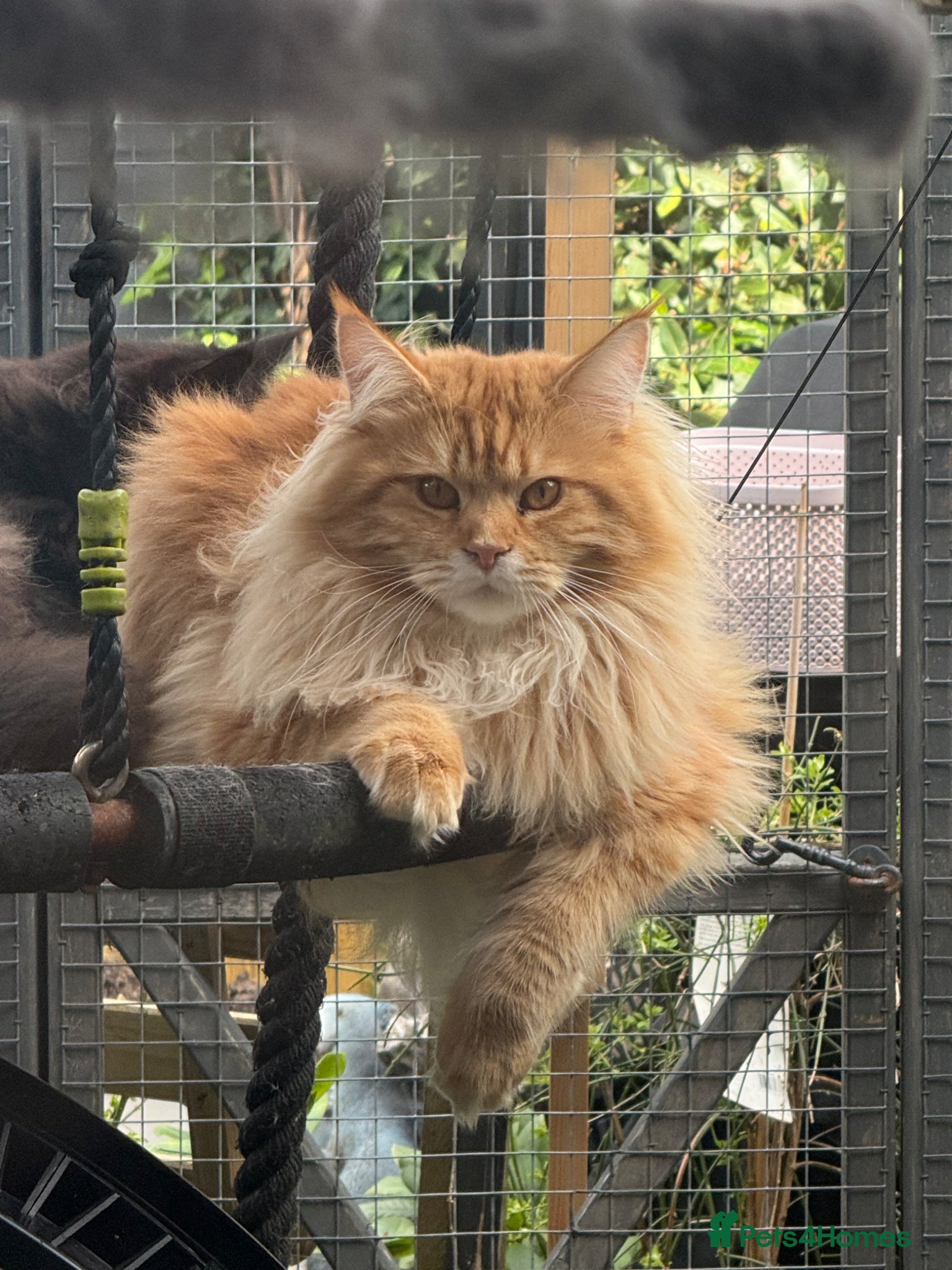 Maine Coon cats Mainecoon  - Advert 2