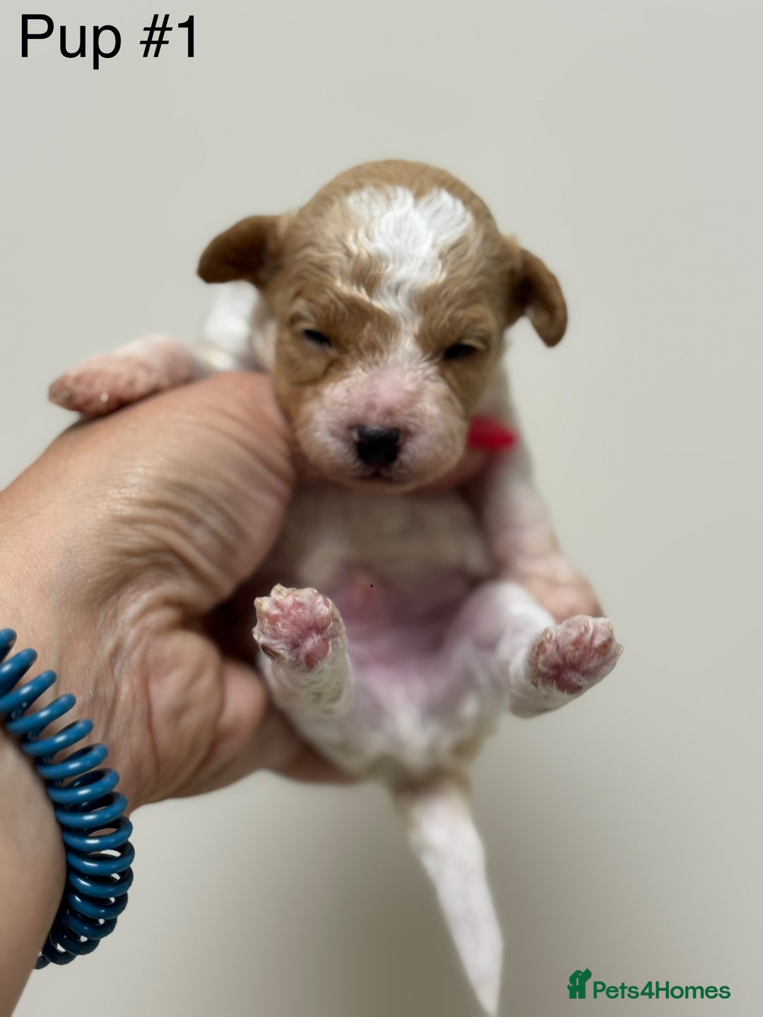 Toy Poodle dogs for sale: Tiny, rare parti poodle puppies. Red & white.  - Image 16