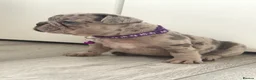 French Bulldog dogs for sale: Stunning French bulldog puppies  - Advert 3