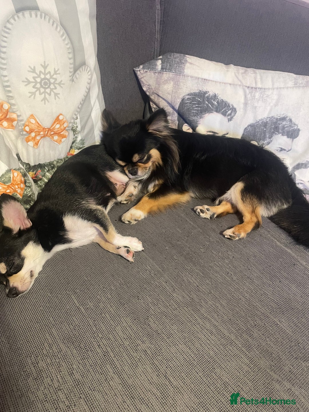 Chihuahua dogs for sale: Beautiful Longhaired Chihuahua Puppies  - Advert 3