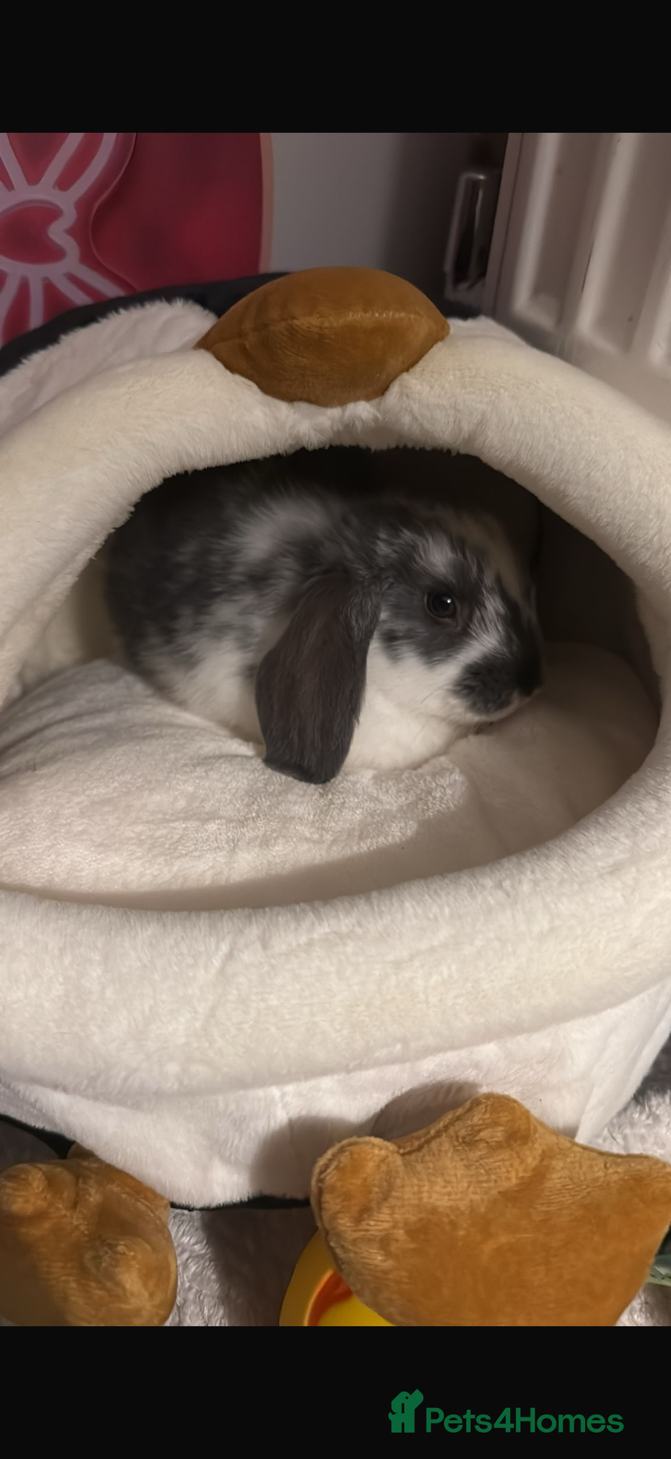 Dwarf Lop rabbits Biscuit the bunny  - Advert 11