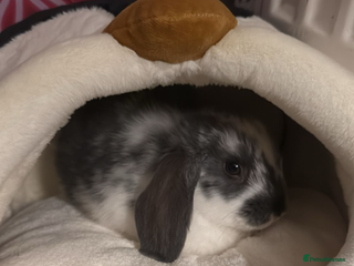 Dwarf Lop rabbits Biscuit the bunny - Advert 2