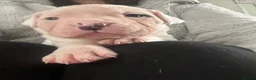 American Bulldog dogs for sale: ❤️AMERICAN BULLDOG PUPPIES – 6 BOYS & 3 GIRLS ❤️🐾 - Advert 16