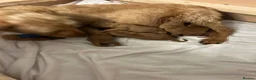 Hungarian Vizsla dogs for sale: Wire haired Hungarian Vizsla pups - Advert 12