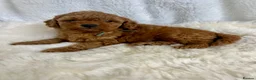 Cavapoo dogs for sale: ⭐ Top quality, health tested Toy Cavapoo babies ⭐ - Advert 6