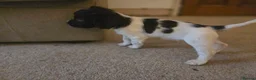 English Springer Spaniel dogs for sale: Ready Now: 2 RKC ESS Dogs - FTCh Sire - Advert 14