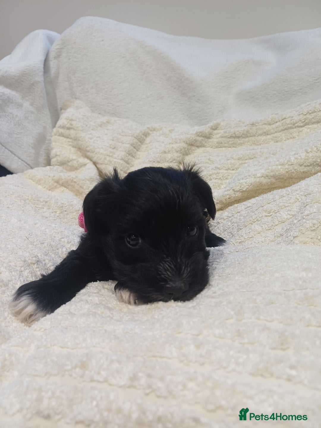 Miniature Schnauzer dogs for sale: Miniature Schnauzers  - Advert 9