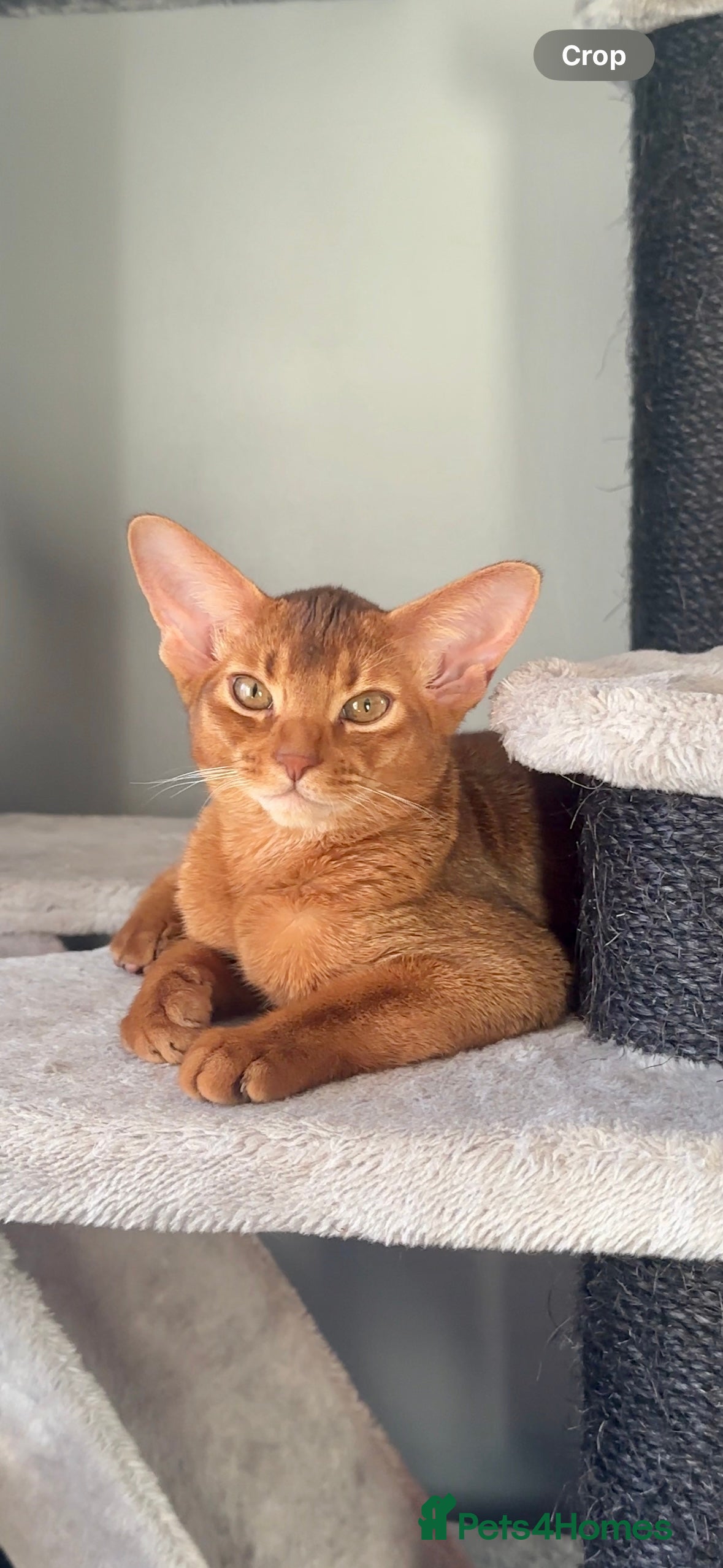 Abyssinian cats Gorgeous Abyssinian Kittens Only Sorrel girl left  - Advert 1