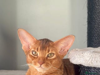 Abyssinian cats Gorgeous Abyssinian Kittens Only Sorrel girl left - Advert 14