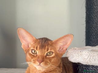 Abyssinian cats Gorgeous Abyssinian Kittens Only Sorrel girl left - Advert 2