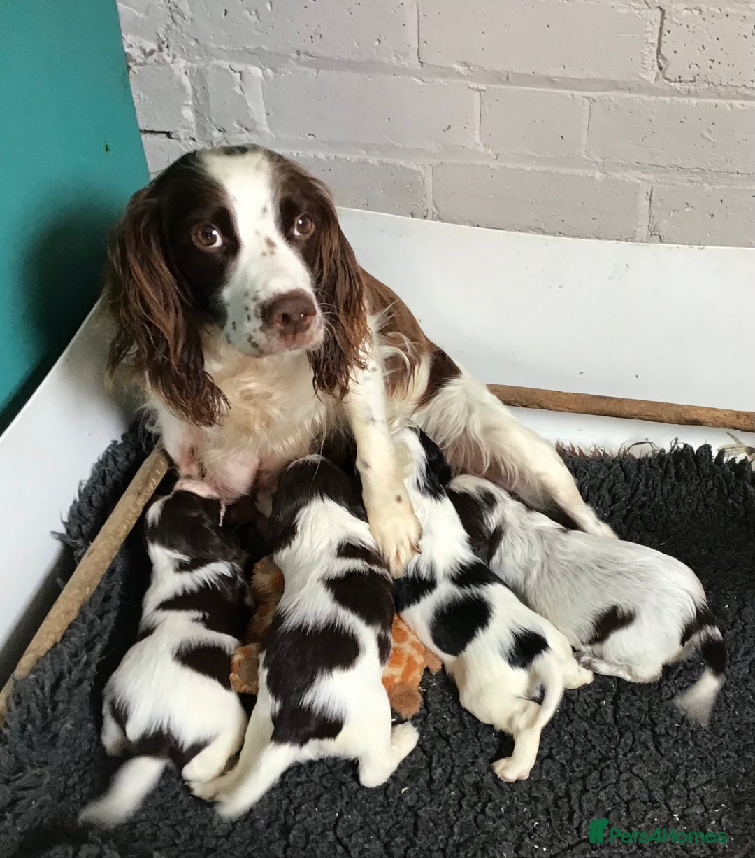 Cocker Spaniel dogs for stud: MERLIN…FOR STUD ONLY - Advert 16