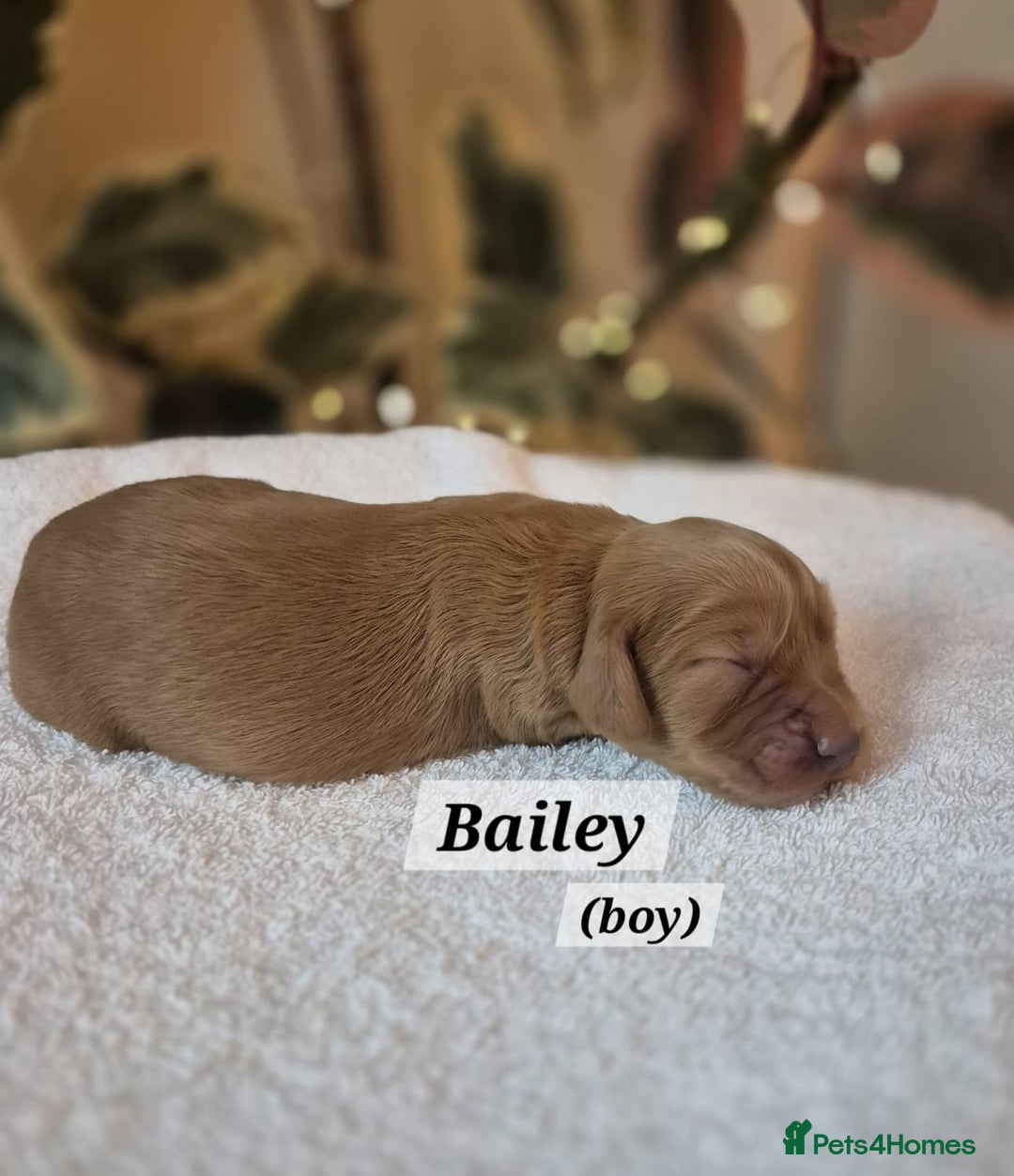 Cocker Spaniel dogs for sale: Beautiful and new - working cocker spaniel puppies - Advert 2