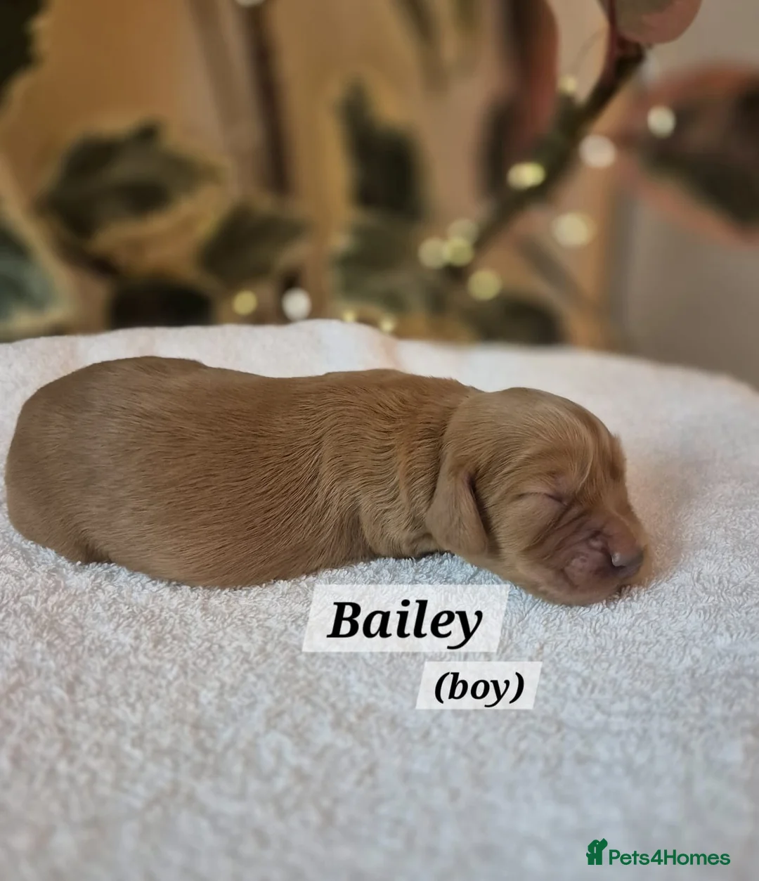 Cocker Spaniel dogs for sale: Beautiful and new - working cocker spaniel puppies - Advert 2