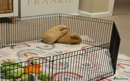 Guinea Pig rodents for sale: 2x Female Guinea pigs + Set up - Advert 4