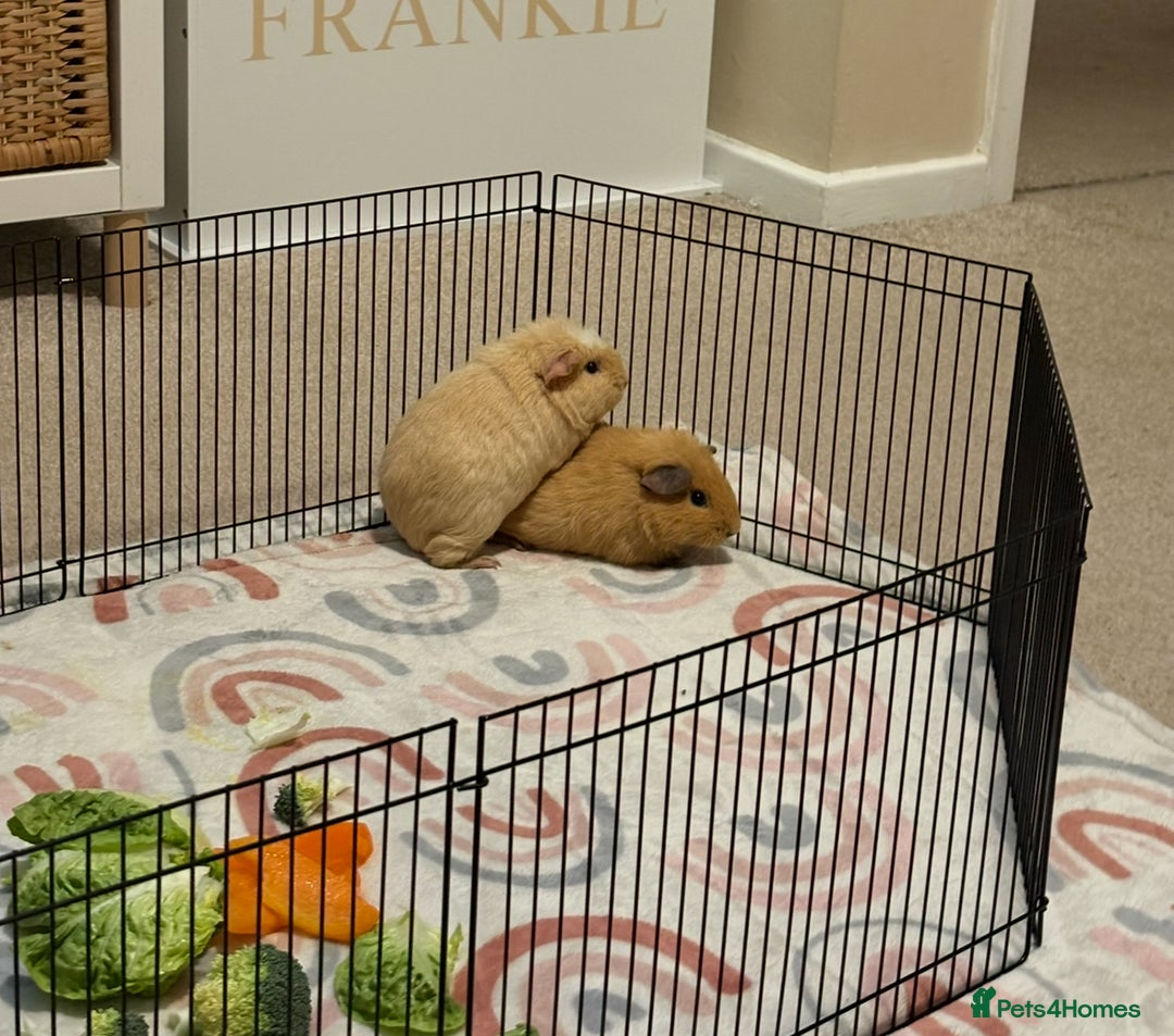 Guinea Pig rodents for sale: 2x Female Guinea pigs + Set up - Advert 4