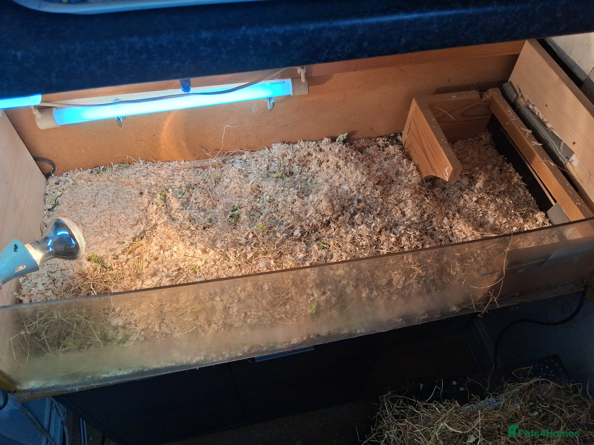 Tortoise reptiles Horsfield (Russian) Tortoise - JOEY - Advert 2