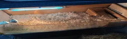 Tortoise reptiles for sale: Horsfield (Russian) Tortoise - JOEY - Advert 2