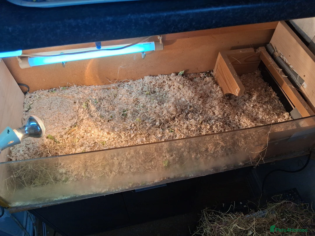 Tortoise reptiles for sale: Horsfield (Russian) Tortoise - JOEY - Advert 2