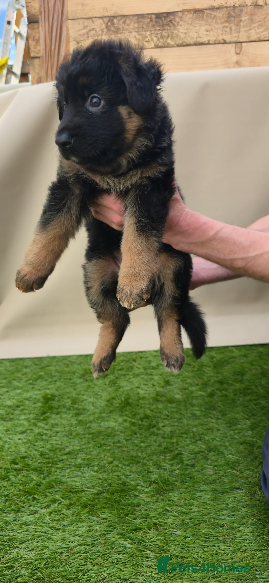 German Shepherd dogs for sale: Long haired German Shepherd puppies in West Bromwich - Advert 2