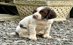 English Springer Spaniel dogs for sale: GAMEKEEPER BRED SPRINGER SPANIEL PUPS - Image 14