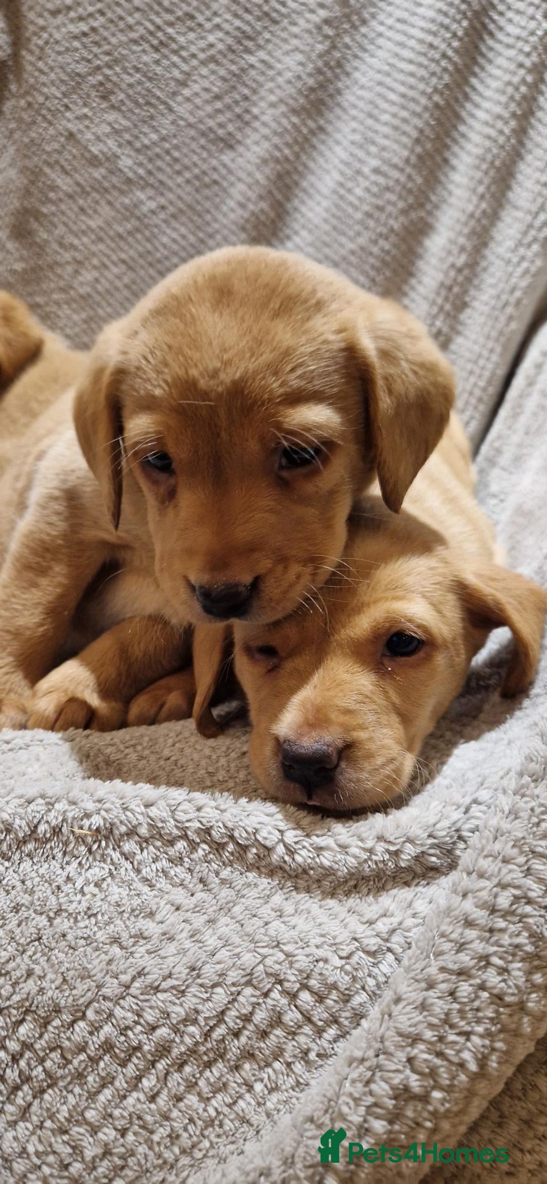 Labrador Retriever dogs for sale: Fox Red Labrador Puppies - Advert 6