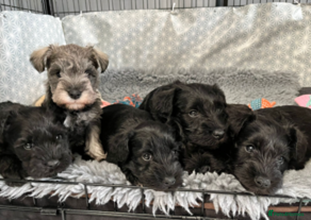 Miniature Schnauzer dogs for sale: Beautiful Miniature Schnauzers - 4 reserved  - Image 8