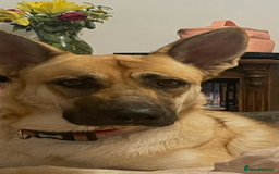German Shepherd dogs for sale: 4 year old German shepherd female - Image 1