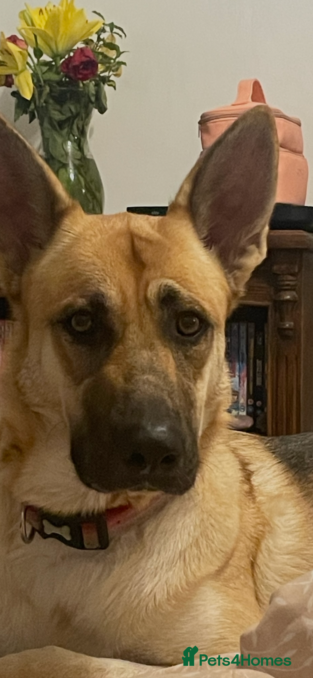 German Shepherd dogs for sale: 4 year old German shepherd female - Image 1