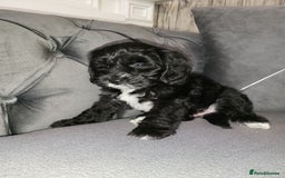 Cockapoo dogs for sale: Cockapoo puppy Girl - Image 5