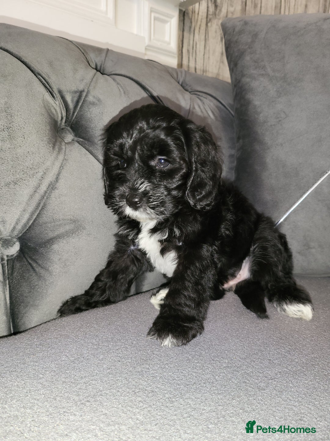Cockapoo dogs for sale: Cockapoo puppy Girl - Image 5