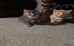 Ragdoll cats for sale: Ragdoll cross kittens - Image 8