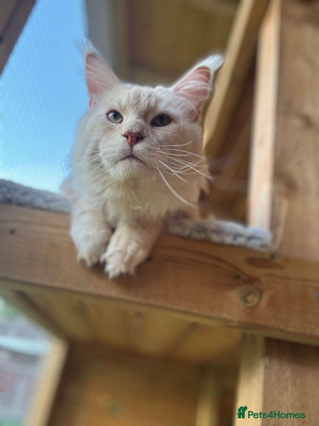 Maine Coon cats for stud: Stud Services - Red Silver DS22 TICA Maine Coon - Image 5