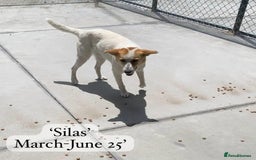 Mixed Breed dogs for adoption: Silas. 4 yrs approx. Available for adoption. in Brixham - Image 20