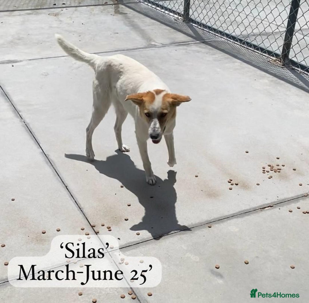 Mixed Breed dogs for adoption: Silas. 4 yrs approx. Available for adoption. in Brixham - Image 20
